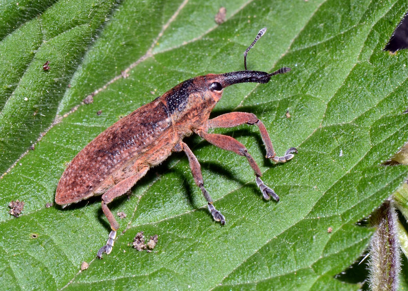 Larinus? - No. Lixus punctiventris - Curculionidae